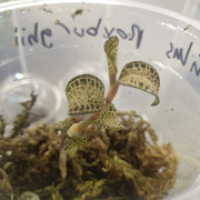 Orchidée bijou Anoectochilus roxburghii gold bar