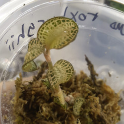 Anoectochilus roxburghii ‘Gold Bar’ – Rare Jewel Orchid with Golden Veins | JungleBox