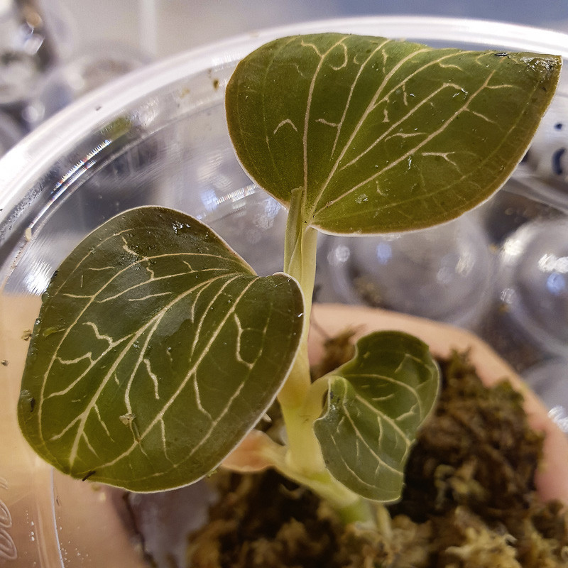 Anoectochilus burmannicus – Rare Jewel Orchid with Copper Veins | JungleBox