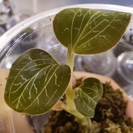 Orchidée bijou Anoectochilus burmanicus