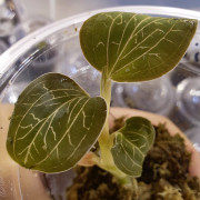 Anoectochilus burmannicus – Rare Jewel Orchid with Copper Veins | JungleBox