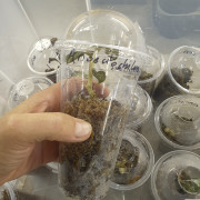 Anoectochilus burmannicus – Rare Jewel Orchid with Copper Veins | JungleBox