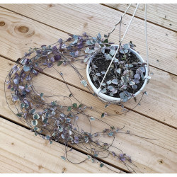 Grand ceropegia woodi