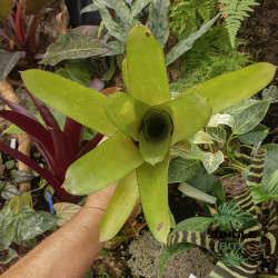 Aechmea distichantha var. glaziovii – Broméliacée tropicale décorative | JungleBox