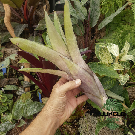 Aechmea distichanta var.glaziovii