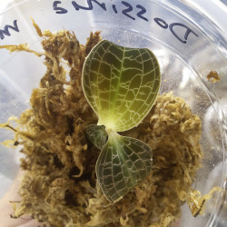 Dossinia marmorata jewel orchid