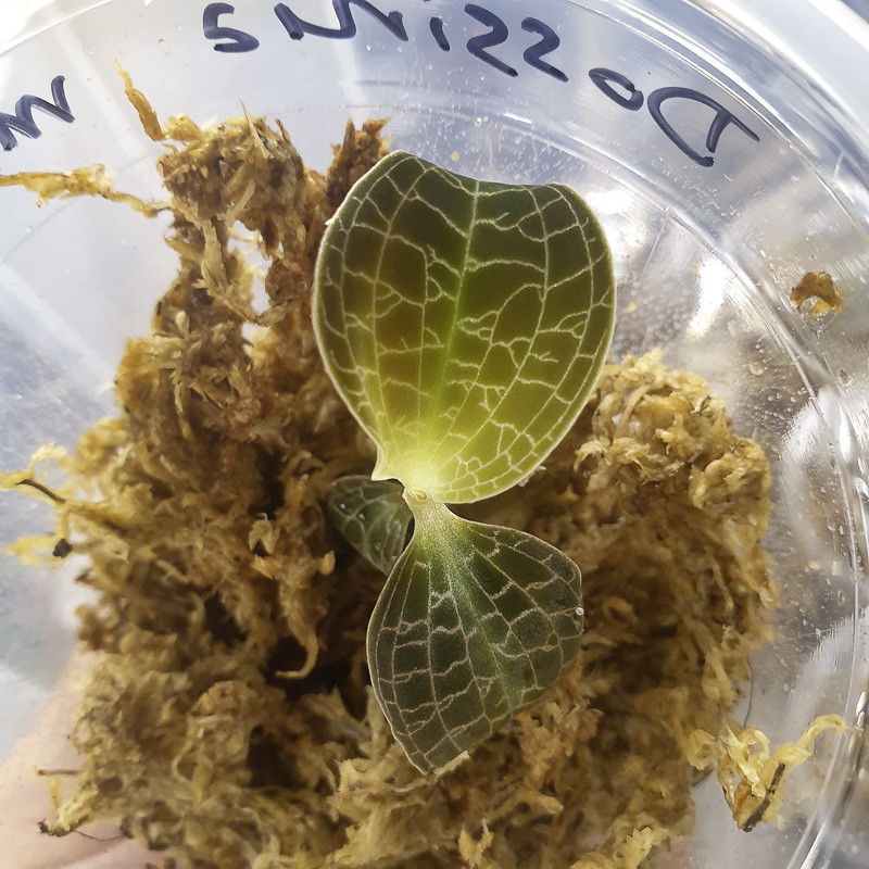 Dossinia marmorata jewel orchid