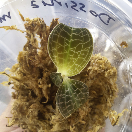 Dossinia marmorata jewel orchid