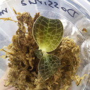 Dossinia marmorata jewel orchid