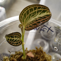 Orchidée bijou Anoectochilus hybrid taiwan