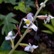 Ludisia discolor – Orchidée bijou rare | JungleBox