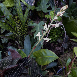 Ludisia discolor – Orchidée bijou rare | JungleBox