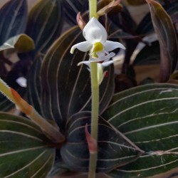 Ludisia discolor (orchidée bijou)