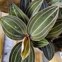 Ludisia discolor – Orchidée bijou rare | JungleBox