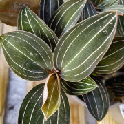 Ludisia discolor – Orchidée bijou rare | JungleBox