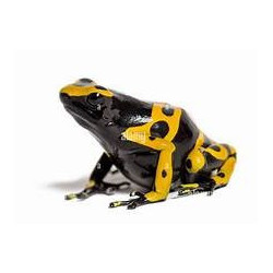 Dendrobates leucomelas – Élevage, soins et terrarium | JungleBox