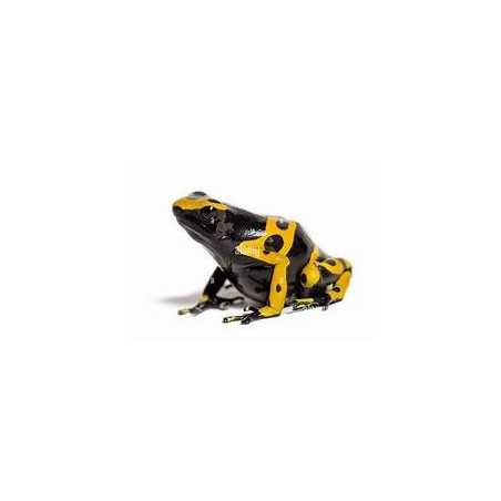 Dendrobates leucomelas – Élevage, soins et terrarium | JungleBox