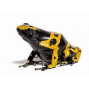 Dendrobates leucomelas – Élevage, soins et terrarium | JungleBox
