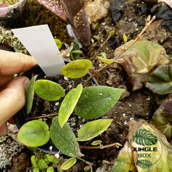 Begonia elaeagnifolia