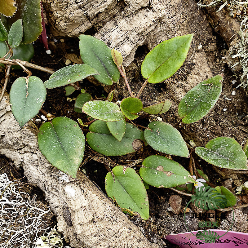 Begonia elaeagnifolia