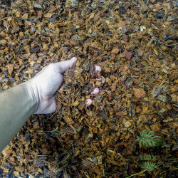 coconut husk chips 6L