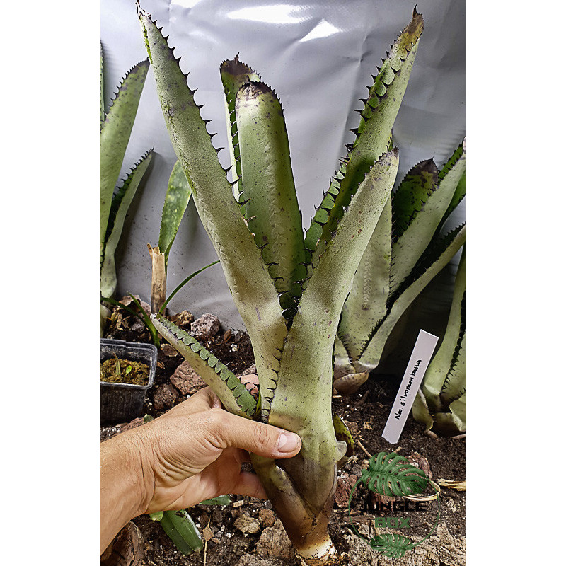 Neoregelia silvomontana