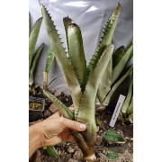 Neoregelia silvomontana