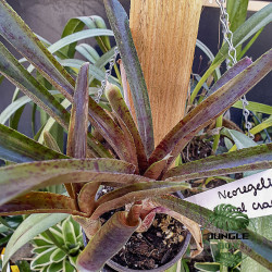 Broméliacée pour terrarium planté