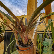 Neoregelia Animal cracker's