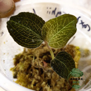 Anoectochilus roxburghii Jewel Orchid for Terrariums