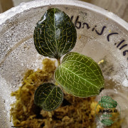 Anoectochilus roxburghii Orchidée Bijou pour Terrariums