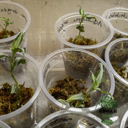 Anoectochilus argentea Orchidée Bijou pour Terrariums