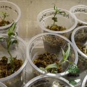 Anoectochilus roxburghii Jewel Orchid for Terrariums