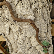 Liane Sumatra 60 cm (2/3 cm) – Décor naturel pour terrarium | JungleBox