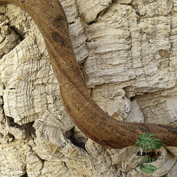 Liane Sumatra 60 cm (2/3 cm) – Décor naturel pour terrarium | JungleBox