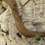 Liane Sumatra 60 cm (2/3 cm) – Décor naturel pour terrarium | JungleBox