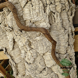 Liane Sumatra 60 cm (2/3 cm) – Décor naturel pour terrarium | JungleBox