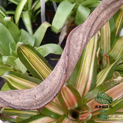 Liane Sumatra 60 cm (2/3 cm) – Décor naturel pour terrarium | JungleBox
