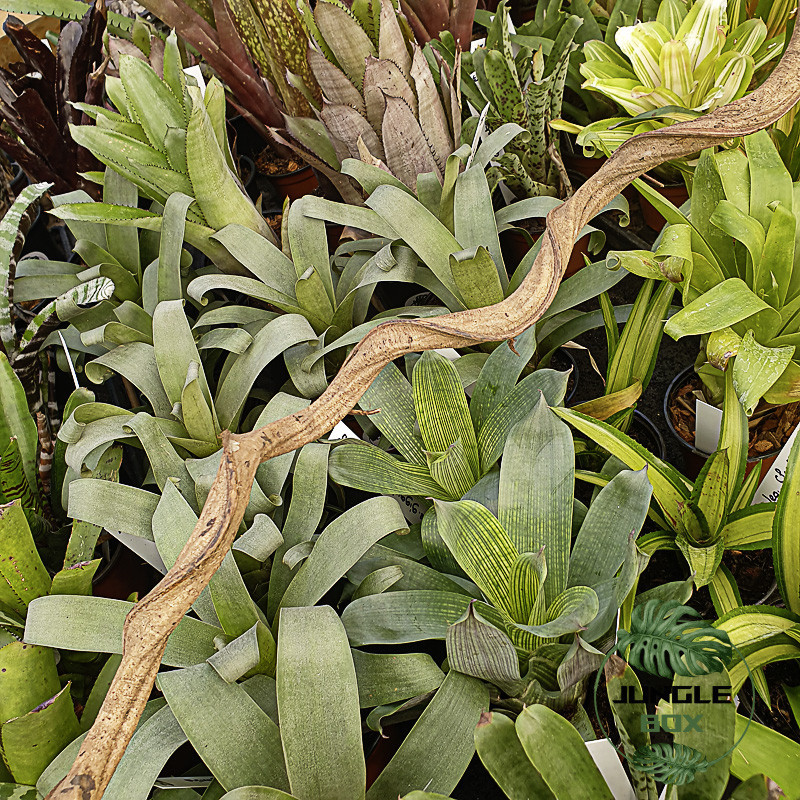 Liane Sumatra 60 cm (2/3 cm) – Décor naturel pour terrarium | JungleBox