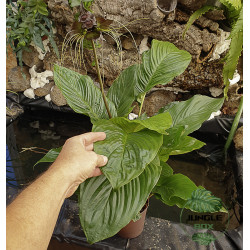 orchidee tacca chantrieri