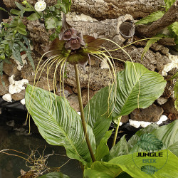 Tacca chantrieri – Black Bat Flower Plant | JungleBox