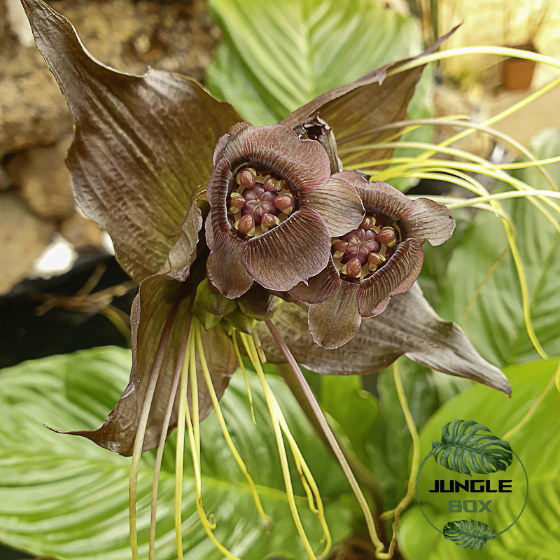 orchidee tacca chantrieri