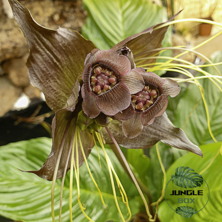 orchidee tacca chantrieri