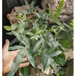 Phlebodium Blue Star indoor plant blue fern care and substrate | JungleBox