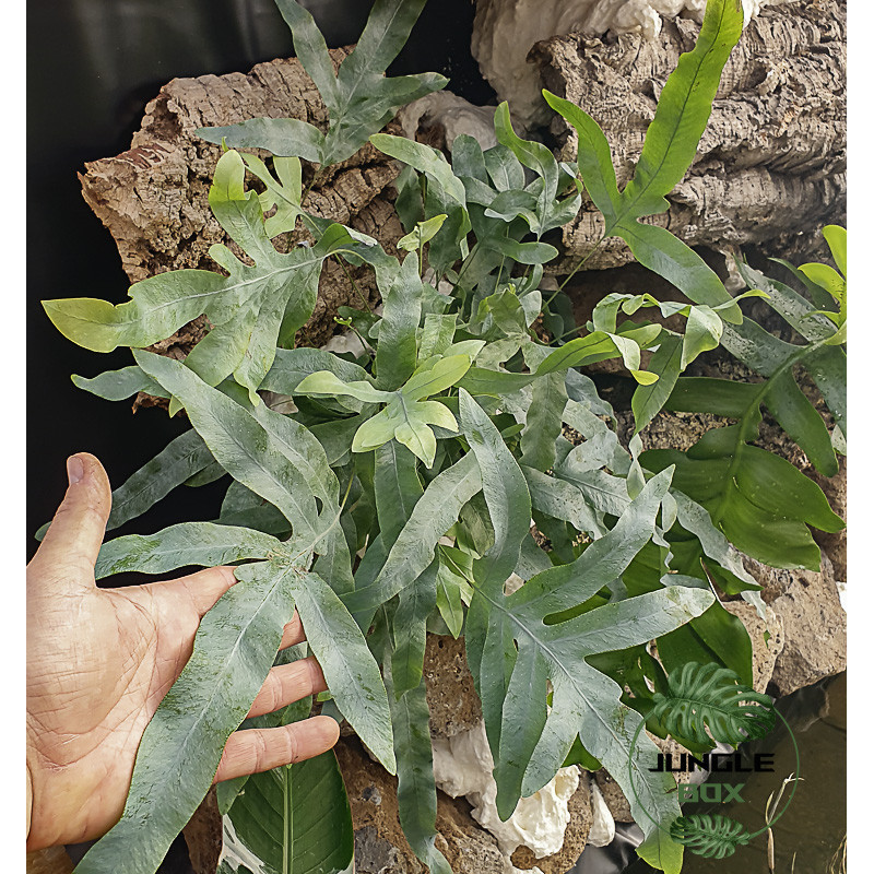 Phlebodium Blue Star indoor plant blue fern care and substrate | JungleBox