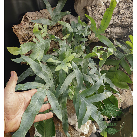 Phlebodium Blue Star plante d’intérieur fougère bleutée entretien et substrat | JungleBox