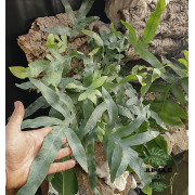 Phlebodium Blue Star indoor plant blue fern care and substrate | JungleBox