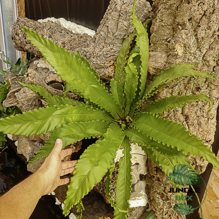 Aspenium osaka fougère XL