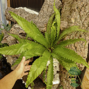 Aspenium osaka fougère XL