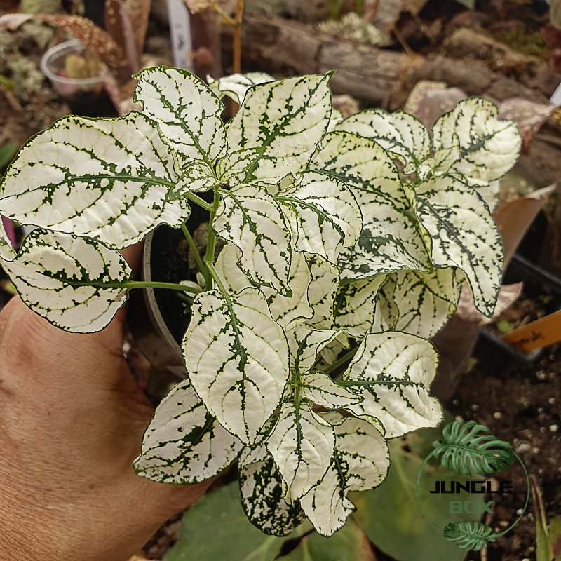 Hypoestes phyllostachya white